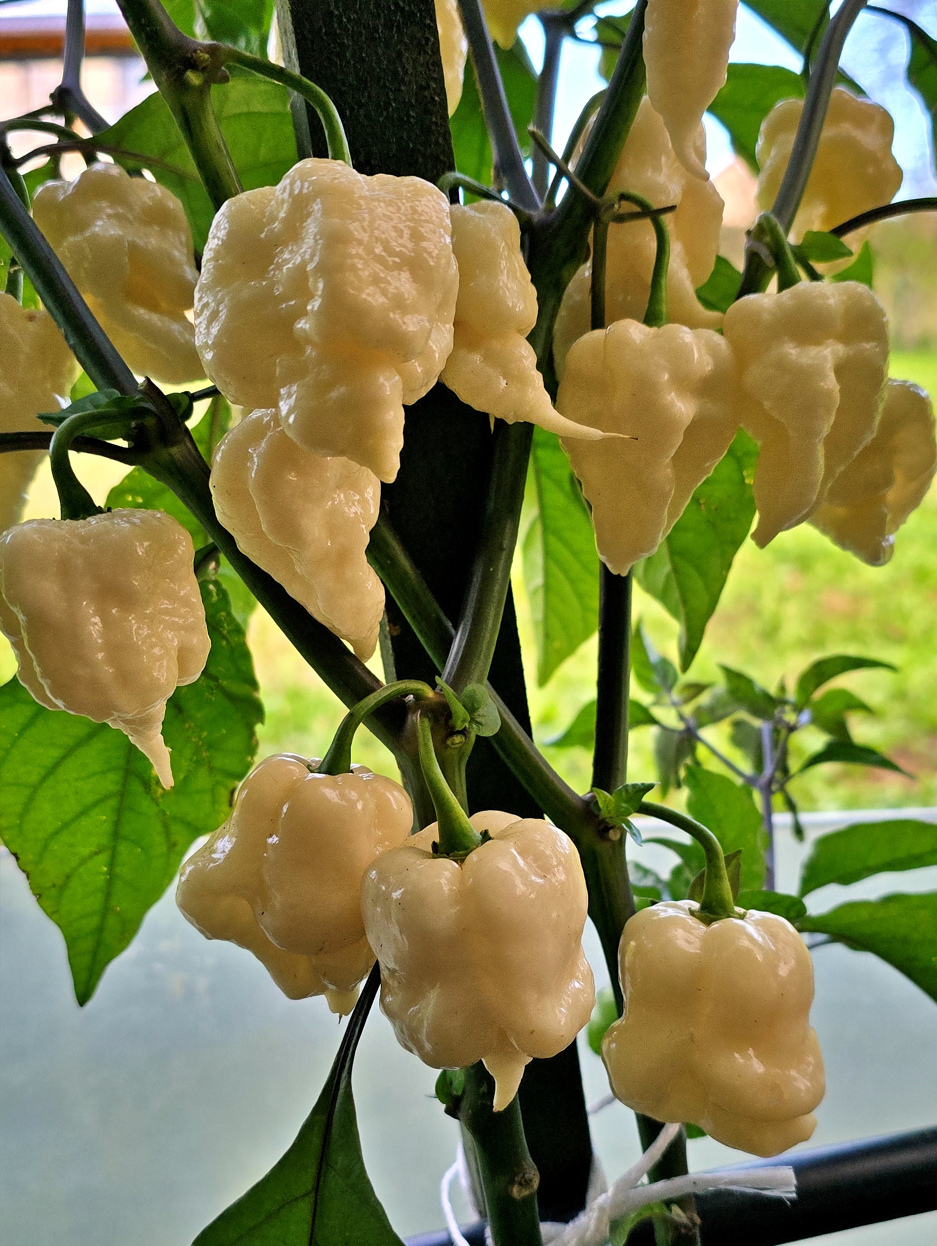 Hot Chilli Peppers: JXPXR LEMON ( Jay's x Pink x Reaper Lemon) Hot